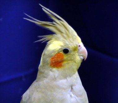 Cockatiels A